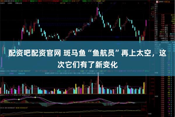 配资吧配资官网 斑马鱼“鱼航员”再上太空，这次它们有了新变化